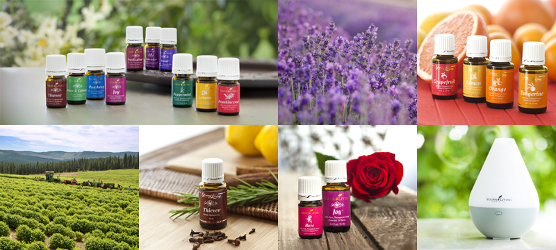 Диффузор для эфирных масел young living. Аромакарты young Living. Young Living эфирные масла стартовый набор. Эфирное масло розмарина young Living.