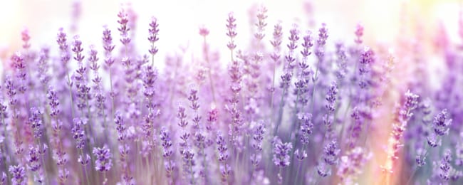 Spotlight on Lavender from Young Living Essential Oils