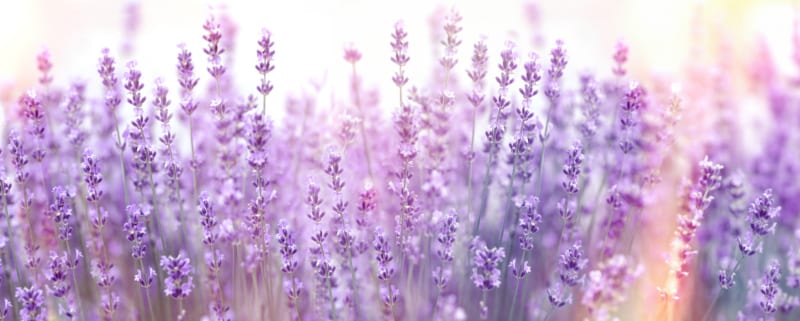 Lavender Vitality essential oil from Young Living Essential Oils